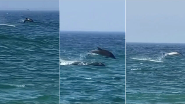 Família de golfinhos surpreende banhistas junto à costa em Santa Cruz