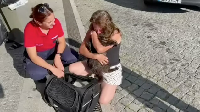 Gato de Braga volta a casa após três anos desaparecido na Bélgica