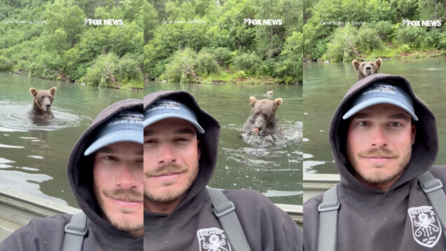 Guia de pesca reage com uma calma impressionante ao ficar com um urso-pardo mesmo atrás de si