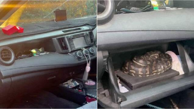 Homem é surpreendido por píton de 1,5 metros ao abrir o porta-luvas do carro