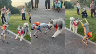 Husky destemido enfrenta cão-robô e recusa-se a deixá-lo escapar