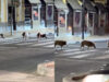 Javalis invadem Setúbal e atravessam a estrada numa passadeira