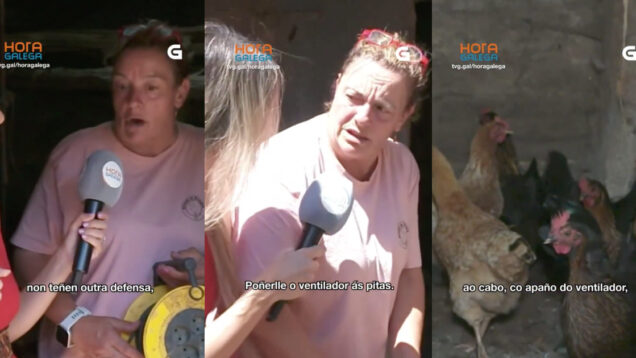 Mulher liga ventoinha para refrescar galinhas e momento torna-se viral na televisão galega