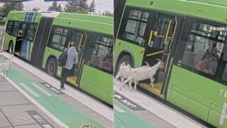 cabras-entram-de-forma-inesperada-num-autocarro-nos-eua