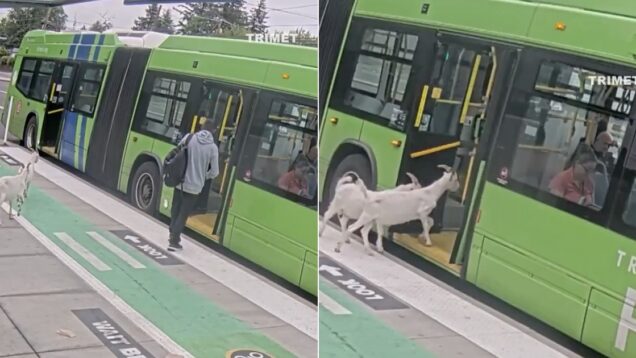 cabras-entram-de-forma-inesperada-num-autocarro-nos-eua