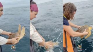 duas-tartarugas-ganham-nova-vida-apos-reabilitacao-e-sao-libertadas-ao-largo-de-