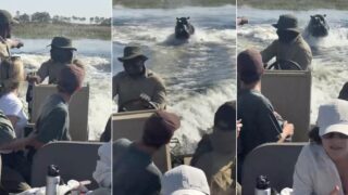 hipopotamo-persegue-barco-cheio-de-turistas-e-provoca-momentos-de-panico-no-bots