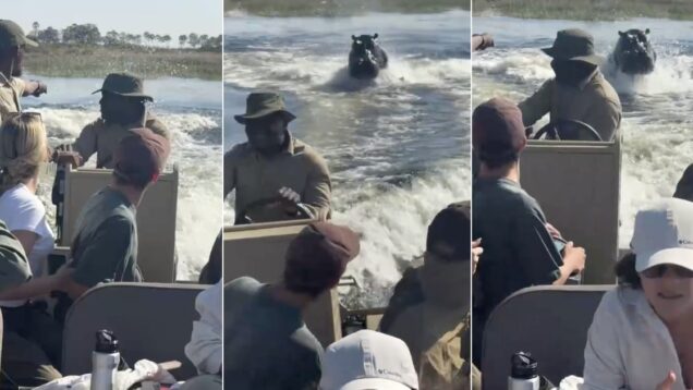 hipopotamo-persegue-barco-cheio-de-turistas-e-provoca-momentos-de-panico-no-bots