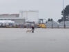 Cães vadios invadem placa do Aeroporto do Porto e obrigam funcionários a intervir