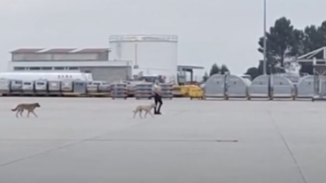 Cães vadios invadem placa do Aeroporto do Porto e obrigam funcionários a intervir
