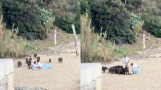 Casal é surpreendido por vara de javalis durante momento romântico na praia