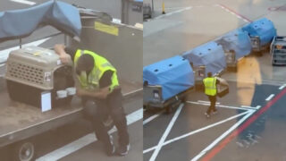 Funcionário da KLM conquista a internet com gesto de carinho para cão antes do voo