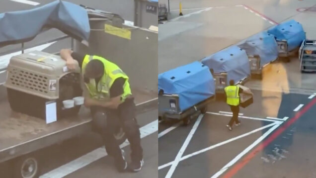 Funcionário da KLM conquista a internet com gesto de carinho para cão antes do voo