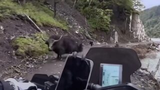 o-que-podia-dar-errado-ao-perseguir-um-animal-selvagem-numa-estrada-estreita-deu