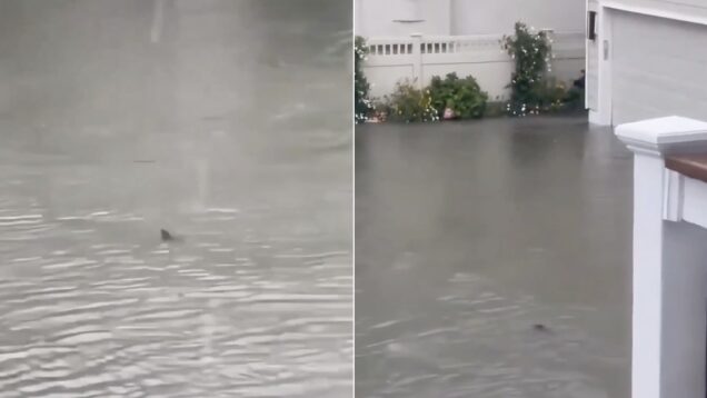 tempestade-inunda-ruas-de-nova-jersia-e-tubarao-surge-a-nadar-no-meio-da-agua