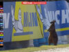 Canguru entra na pista e interrompe treinos do MotoGP na Austrália