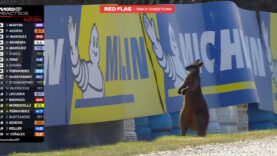 Canguru entra na pista e interrompe treinos do MotoGP na Austrália