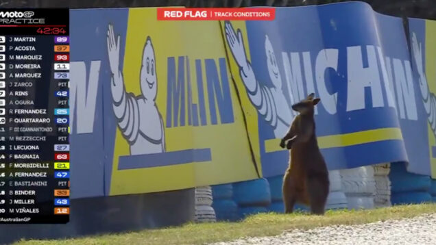 Canguru entra na pista e interrompe treinos do MotoGP na Austrália