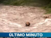 Cão sobrevive horas no rio Mapocho e resgate torna-se fenómeno na televisão chilena