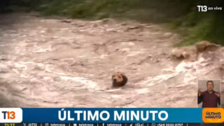 Cão sobrevive horas no rio Mapocho e resgate torna-se fenómeno na televisão chilena