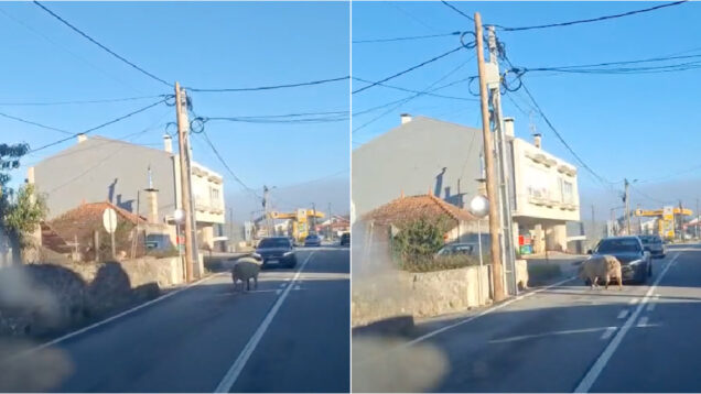Porco de grande porte invade estrada em Esposende e obriga carros a parar