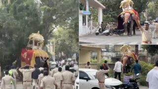 multidao-em-fuga-na-india-depois-de-um-elefante-se-descontrolar-durante-procissa-1