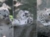 zoo-do-bronx-apresenta-nova-cria-de-leopardo-das-neves
