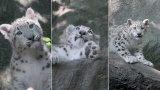 zoo-do-bronx-apresenta-nova-cria-de-leopardo-das-neves