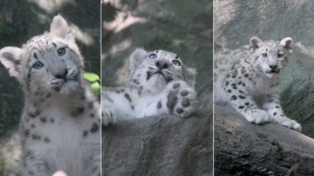 zoo-do-bronx-apresenta-nova-cria-de-leopardo-das-neves